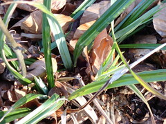 Carex agastachys