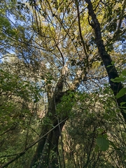 Chiranthodendron pentadactylon