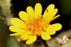 Trigonospermum annuum