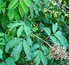 Sambucus racemosa