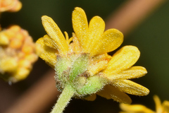 Trigonospermum annuum