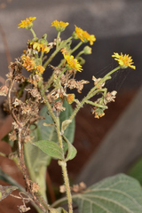 Trigonospermum annuum