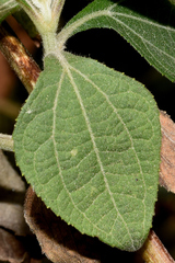 Trigonospermum annuum