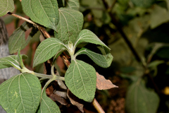 Trigonospermum annuum