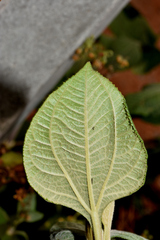 Trigonospermum annuum