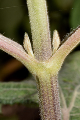 Trigonospermum annuum