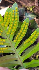 Polypodium cambricum