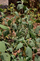 Trigonospermum annuum