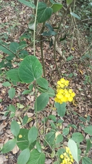 Stigmaphyllon bonariense