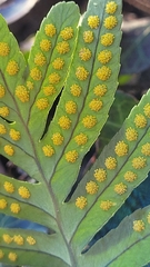 Polypodium cambricum