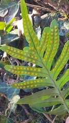 Polypodium cambricum