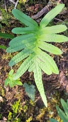 Polypodium cambricum
