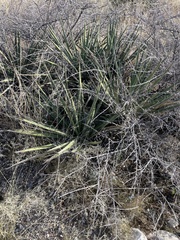 Yucca baccata
