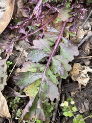 Perilla frutescens