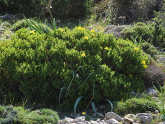 Hypericum balearicum