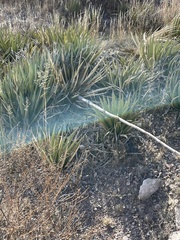 Agave lechuguilla