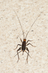 Adelosgryllus