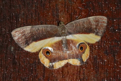 Opisthoxia