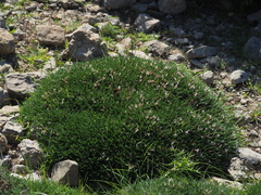Astragalus balearicus