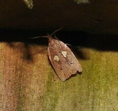 Planotortrix notophaea