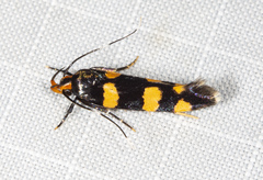 Limnaecia polycydista