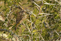 Crithagra albogularis