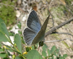 Iolana iolas