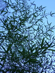 Phyllostachys bissetii
