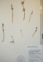 Botrychium michiganense