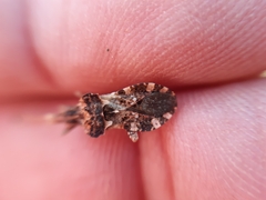 Centrocoris variegatus