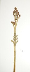 Botrychium michiganense