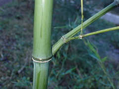 Phyllostachys bissetii