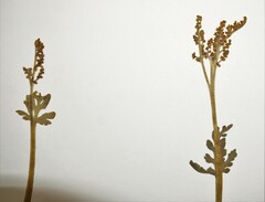 Botrychium michiganense