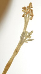 Botrychium michiganense