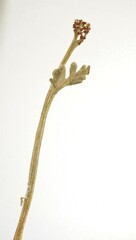 Botrychium michiganense