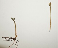 Botrychium michiganense