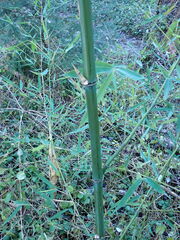 Phyllostachys bissetii