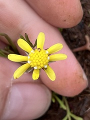 Blennosperma nanum