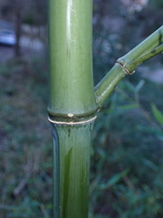 Phyllostachys bissetii