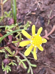 Blennosperma nanum
