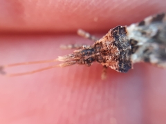 Centrocoris variegatus