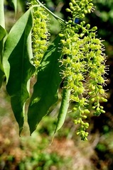 Agonandra racemosa