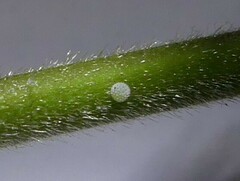 Eirmocides absimilis