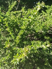 Adenocarpus foliolosus