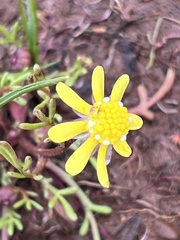 Blennosperma nanum