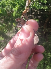 Adenocarpus foliolosus