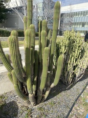 Cactaceae