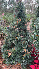 Podocarpus macrophyllus