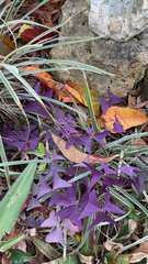 Oxalis triangularis