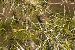 Crithagra albogularis